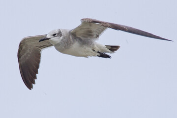 Laughing Gull (Larus atricilla), first winter (1w) in flight, St Mary's, Isles of Scilly, Cornwall, England, UK. November 2005