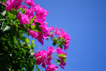 右側に余白のある構図のピンク色のブーゲンビリアの花と青空