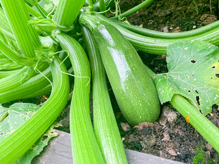 fruit of zucchini squash grows on bush