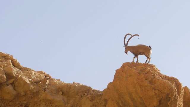 Nubian Ibex adult male on cliff
Judea desert, Israel, October 2020
