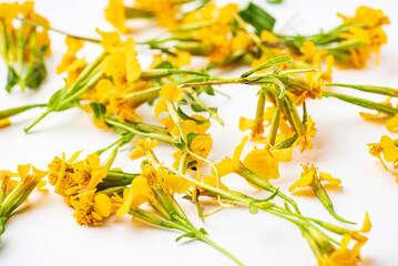 Mexican marigold flowers on the white background