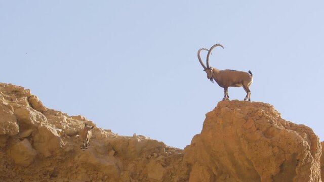 Nubian Ibex adult male on cliff
Judea desert, Israel, October 2020
