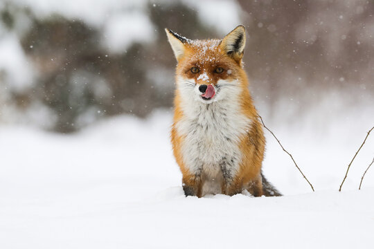 Calm red fox, vulpes vulpes, sitting on meadow in wintertime nature. Wild mammal licking muth with pink tongue on snowy field. Predator with orange fur looking to the camera on white frost.