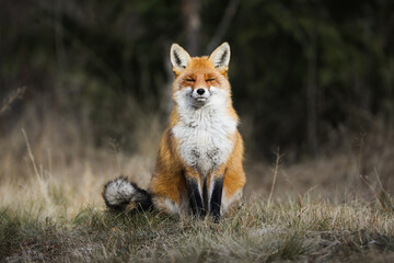 Tranquil red fox, vulpes vulpes, sitting on meadow in autumn nature. Calm mammal resting with close eyes on sunlight. Wild orange creature sunbathing on dry field.
