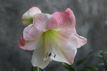 Fototapeta na wymiar amaryllis flower