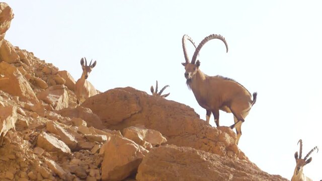 Nubian Ibex adult male and young males on cliff
Judea desert, Israel, October 2020
