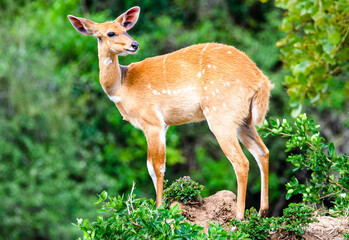 Bushbuck (female)  on a Termite Mound in Lake Mburo National Park © Musiime P. Muramura
