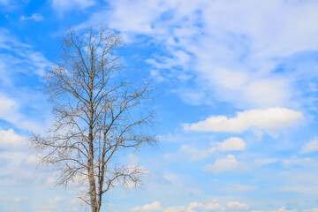 The dead tree at cloud sky background