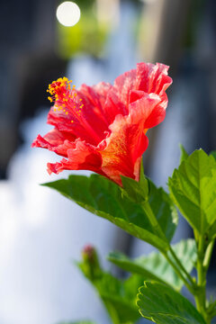 赤いハイビスカス Images Browse 35 Stock Photos Vectors And Video Adobe Stock