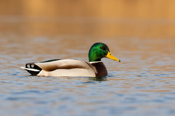 Colorful mallard, anas platyrhynchos, swimming on lake in spring nature. Wild male bird with green head floating on river in autumn. Colorful drake bathing in water.