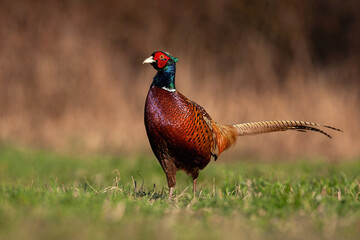 Proud common pheasant, phasianus colchicus, male standing on meadow in autumn. Wild gamebird...