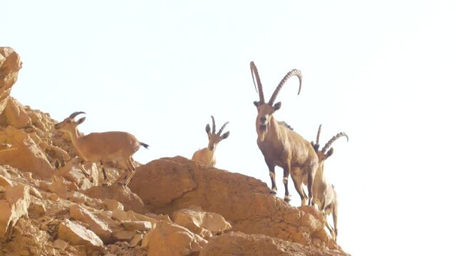 Nubian Ibex family in the desert
Judea desert, Israel, October 2020
