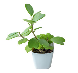 Die cut Hoya kerrii Craib flower, The process of transplanting houseplant, white isolated.