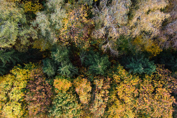 Autumn nature, aerial view of forest landscape
