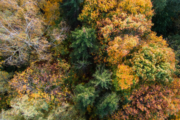 Aerial view of autumn forest, trees with yellow foliage, top view. Fall, autumn nature, aerial landscape