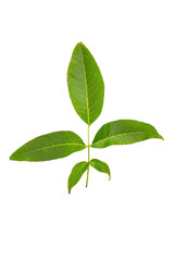 Walnut leaf isolated on white background