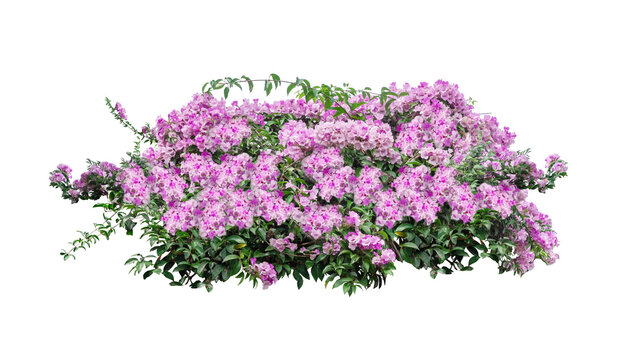 Large bush flowering  of purple flowers landscape plant isolated on white background and clipping path included.