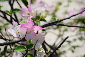 メキシコの明るく照らされたブーゲンビリアの花