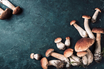 Boletus edulis mushrooms on dark background. Copy space. Top view. Organic forest food, edible fresh picked Porcini mushroom. Autumn harvest concept