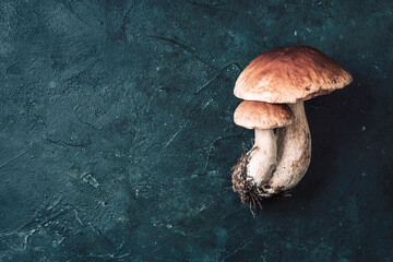 Boletus edulis mushroom on dark background. Copy space. Top view. Organic forest food, edible fresh...