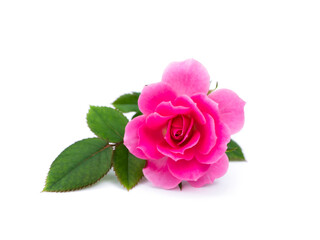 Pink of Rose flower on white background.