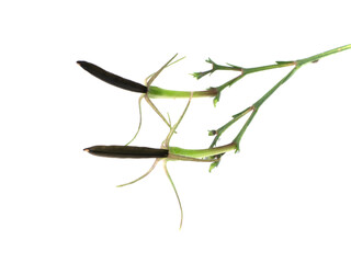 Ruellia tuberosa seeds on white background.