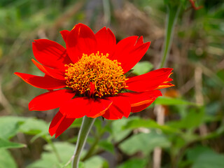 The red sunflower or Mexican sunflower