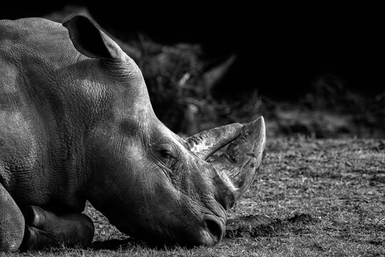 Black and white photography.white rhinoceros or square-lipped rhinoceros head lying on the ground in day light.