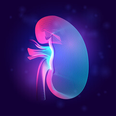 Human kidney medical structure. Outline vector illustration of body part organ anatomy in 3d line art style on neon abstract background