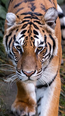Adult Sumatran Tiger in the jungle in day time.