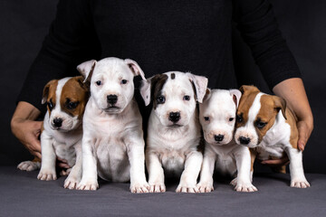 portrait of american staffordshire terrier puppies