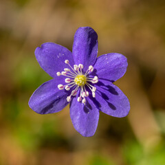 violet flower of common hepatica, liverwort, kidneywort or pennywort (Anemone hepatica or Hepatica nobilis)
