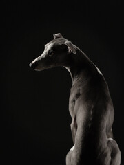 Fototapeta na wymiar dog on a black background. whippet in the studio. Beautiful light