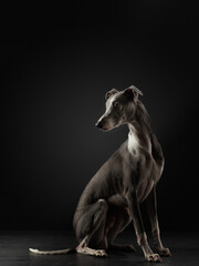 dog on a black background. whippet in the studio. Beautiful light