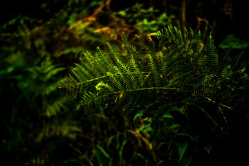 Photos in the forest