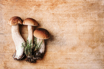 Boletus edulis mushroom on wooden background. Copy space. Top view. Organic forest food, edible fresh picked Porcini mushroom. Autumn harvest concept. Cep mushroom picking