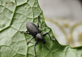 Insect on leaf