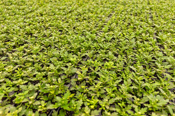 Many young Chrysanthemum plants