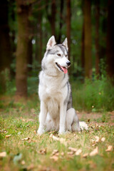 Naklejka na ściany i meble A young Siberian Husky female is sitting at the forest on the green grass. She has amber eyes, grey and white fur. A trail crossing the copse, and there are a lot of trees in the background.