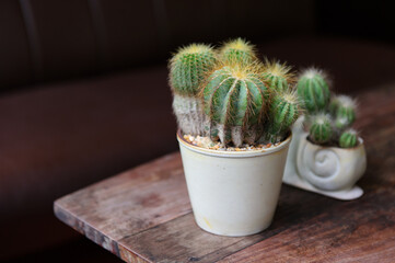 Cactus in old white  pot placed on a wooden table