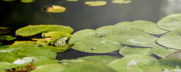 Banner a Frog resting on a lotus leaf