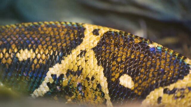 The scales of the long black and yellow snake