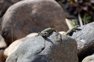 Two Common lizard (lat. Lacerta agilis) bask on the rocks in the warm autumn sun