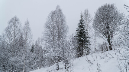 Fototapeta premium travel through the Siberian forests at different times of the year