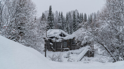 travel through the Siberian forests at different times of the year

