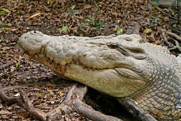 Obraz premium Crocodile farm in Darwin. Australia.