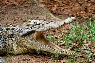 Crocodile farm in Darwin. Australia.