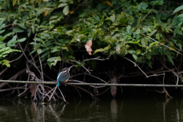 kingfisher in the dark pond