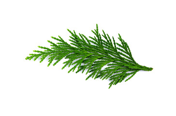 Thuja branch isolated on a white background. Green twig of thuja