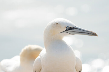 Portrait of pair of Northern Gannet, Sula bassana, Two birds love in soft light, animal love behaviour